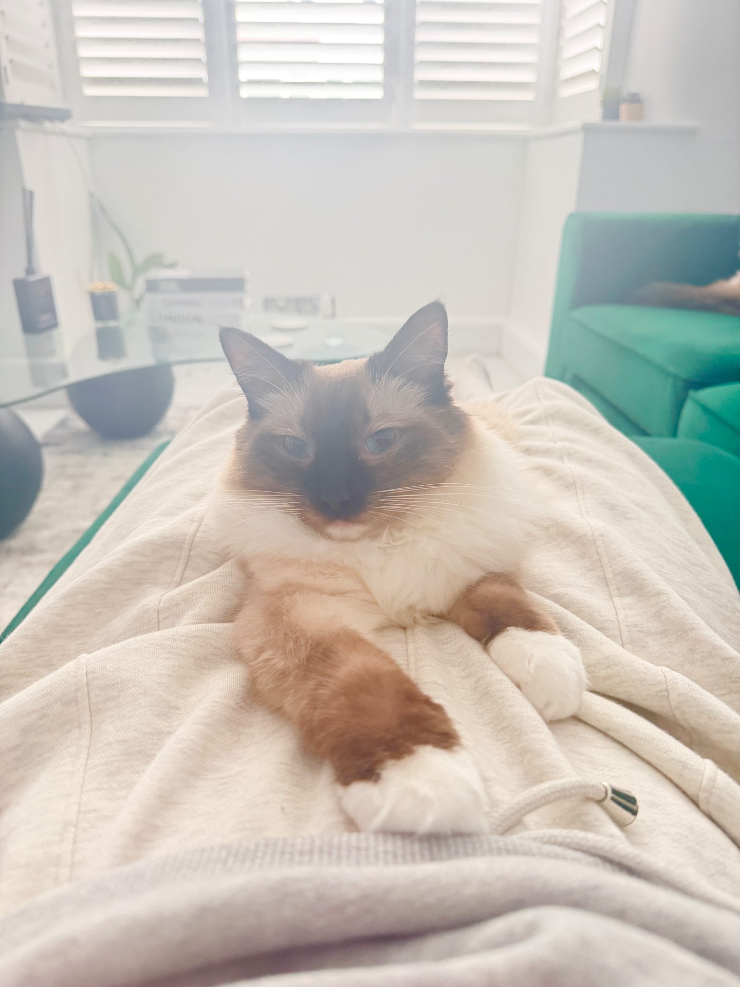 Ragdoll cat lounging happily